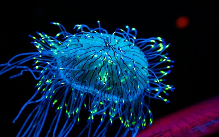 bioluminescence-bay-cayman-plankton