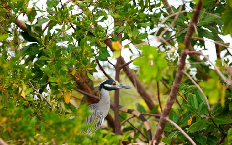 wildlife-grand-cayman-mangroove-heron